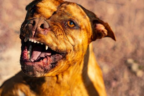pitbul pitbul