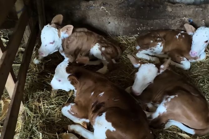 Mladenović iz Lepaje: Krava Beba donela na svet četiri zdrava teleta