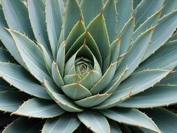 agava, biljka, agava biljka