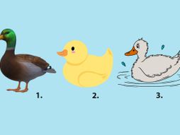 Patke, test ličnosti