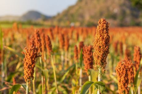 Sorghum sirak Sorghum sirak