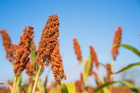 Sorghum sirak Sorghum sirak
