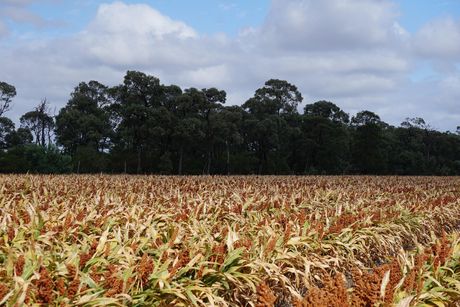 Sorghum sirak Sorghum sirak