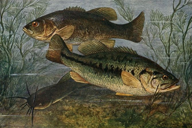 Bas ili Micropterus Bas ili Micropterus