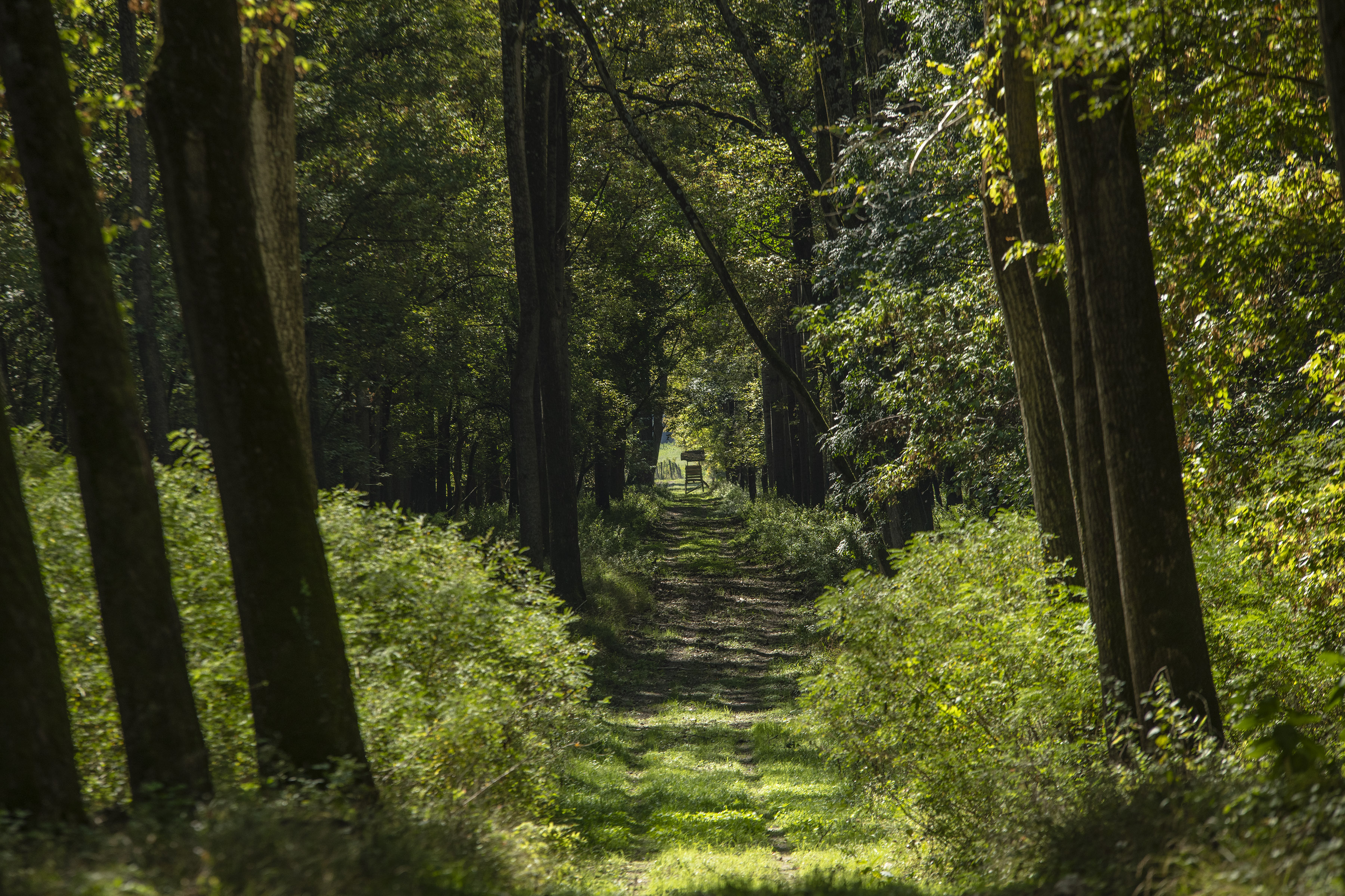 Važne vesti za Srbiju: Šumski divovi ponovo vladaju zapadom, a uskoro se vraća vrsta koja je davno iščezla