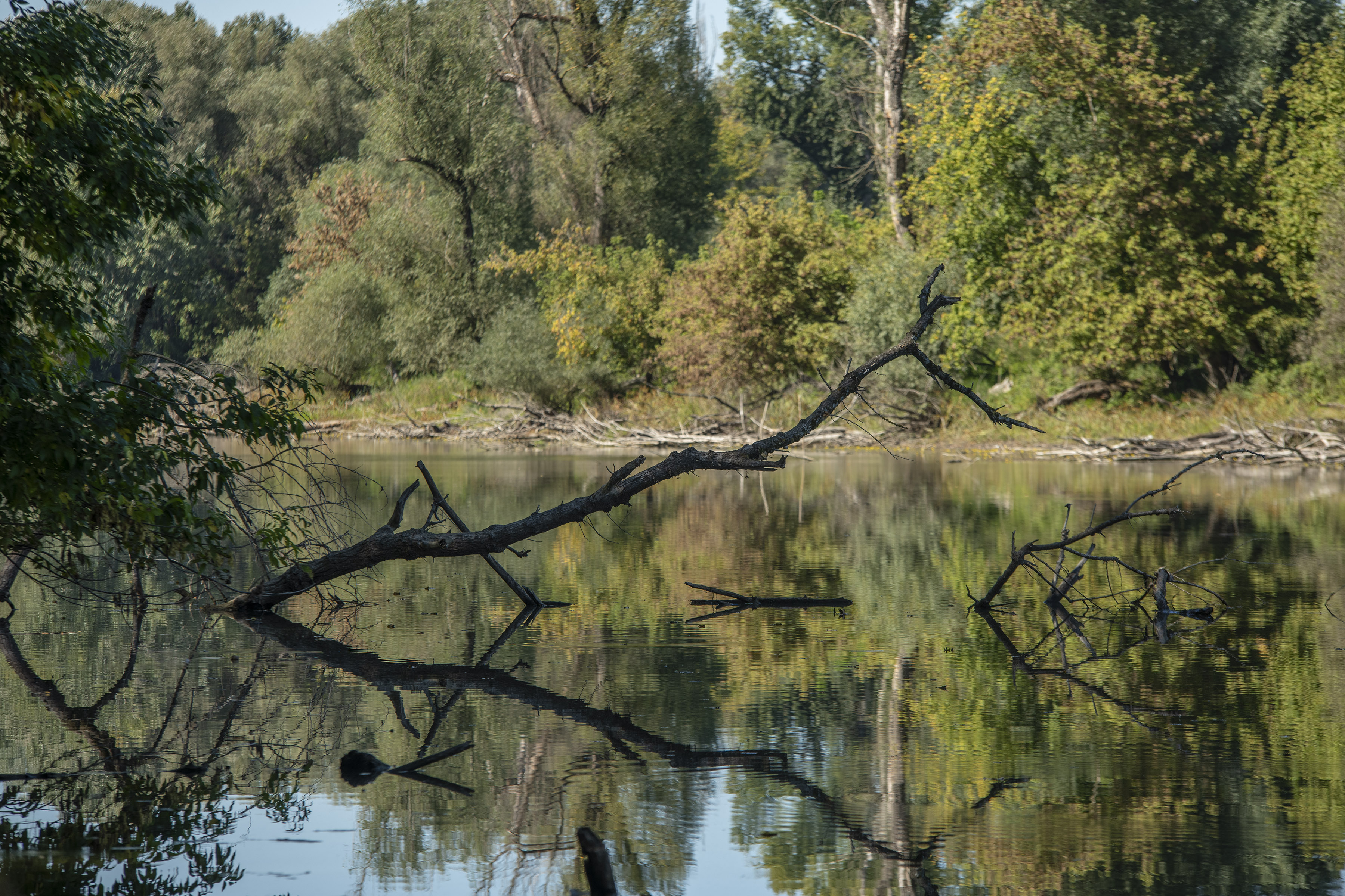 Šumski gorostasi se vratili na sever Srbije posle 60 godina! Ima ih više od 100, dolaze i do naselja