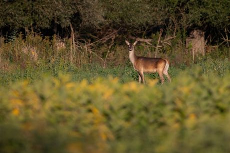 Bački Monoštor, Specijalni rezervat prirode Gornje Podunavlje Bački Monoštor, Specijalni rezervat prirode Gornje Podunavlje
