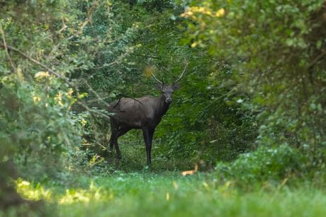 Bački Monoštor, Specijalni rezervat prirode Gornje Podunavlje Bački Monoštor, Specijalni rezervat prirode Gornje Podunavlje