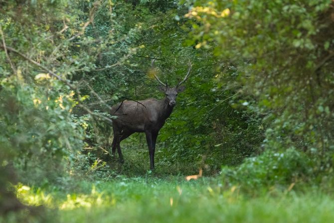 Bački Monoštor, Specijalni rezervat prirode Gornje Podunavlje