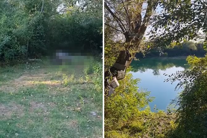 Tabanovačko jezero, krava