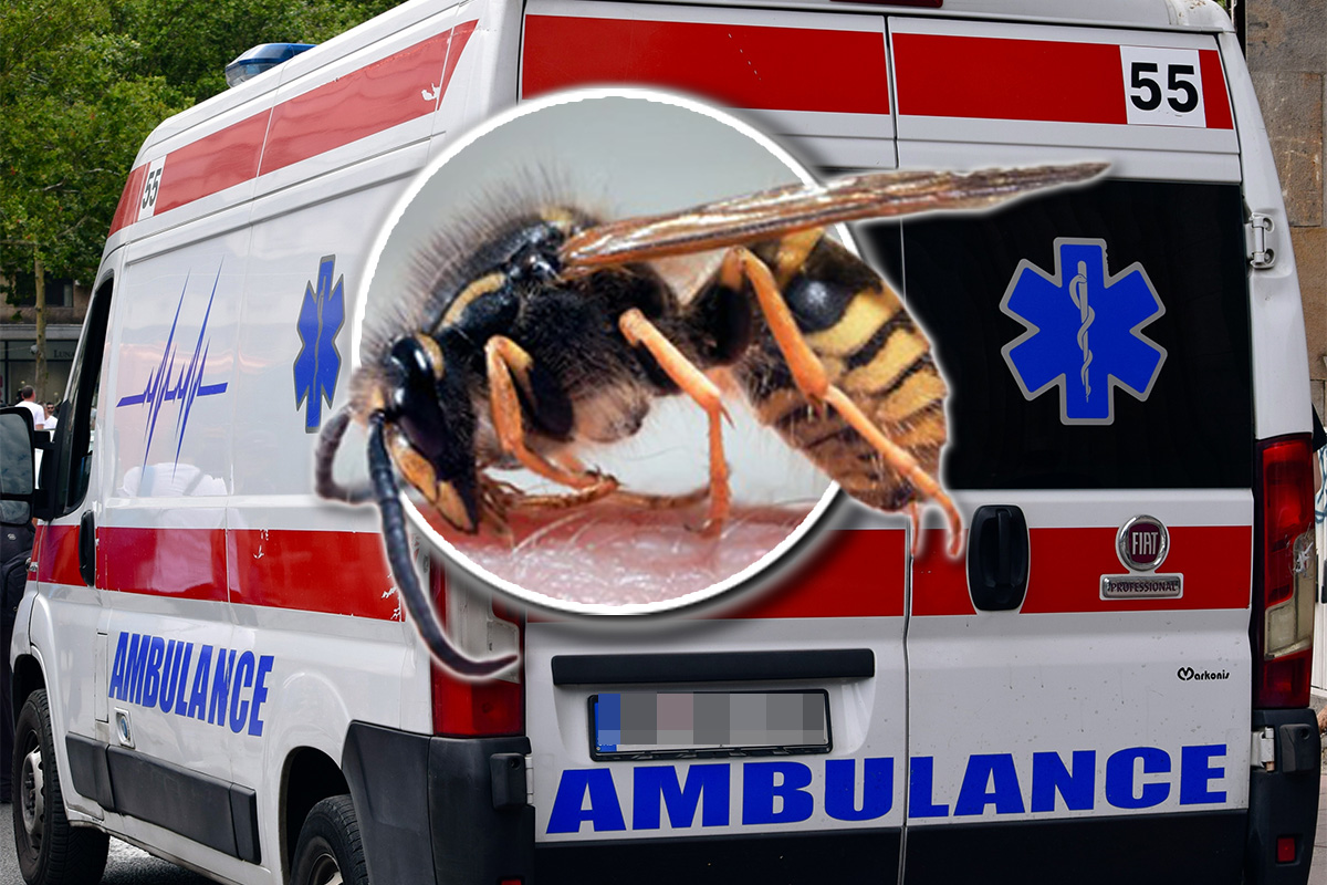 "Ja ću da umrem": Bobana ubo stršljen u šumi, osetio svrab i srušio se. Doktorka apeluje, OVO NOSITE sa sobom