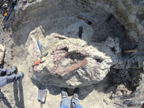 Fosil dinosaurusa Joaquinraptor casali Fosil dinosaurusa Joaquinraptor casali