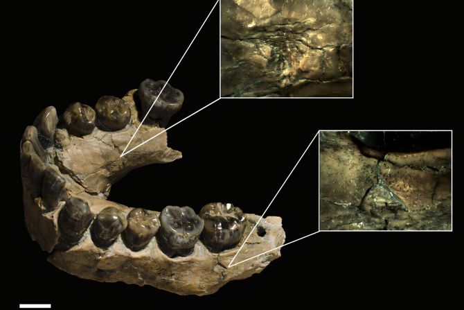 homo habilis
