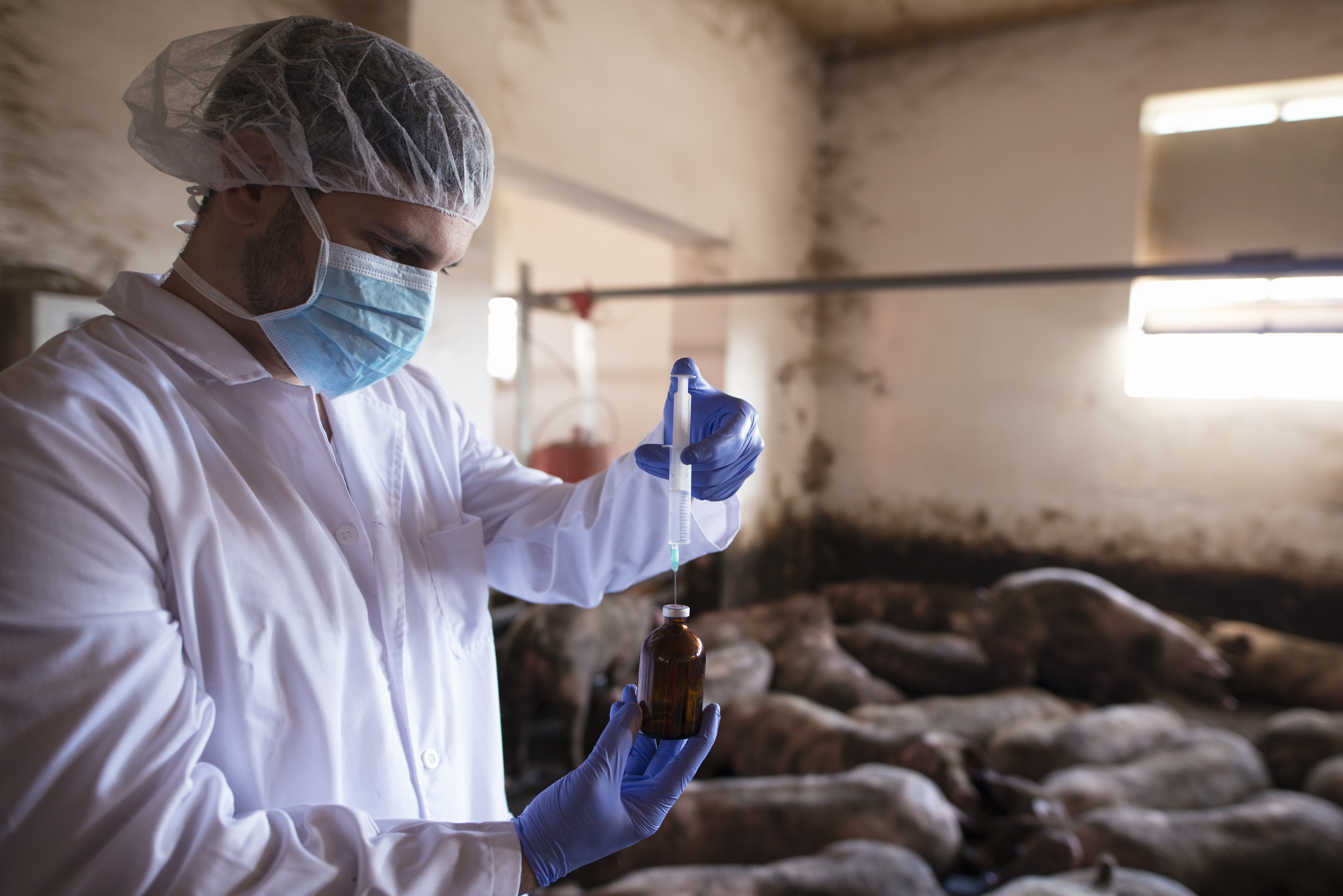 Epidemija svinjske kuge u Mačvi, otkazan veliki festival