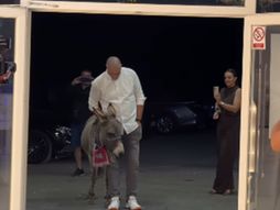 Kum doveo magarca na venčanje