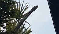 Snimila šokantan prizor kraj svoje zgrade, pamtiće ga zauvek: Pogledajte, izgleda kao dinosaurus, ali...