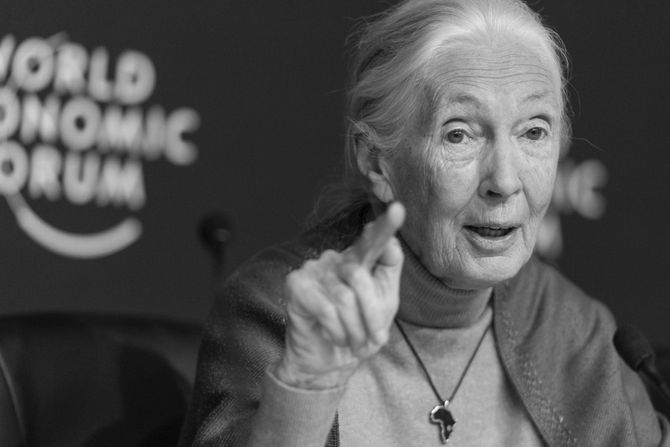 Jane Goodall
