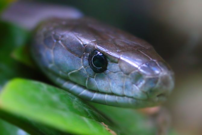 Crna mamba Crna mamba