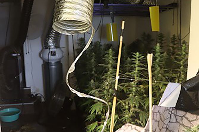 Zaplenjena marihuana Zagreb