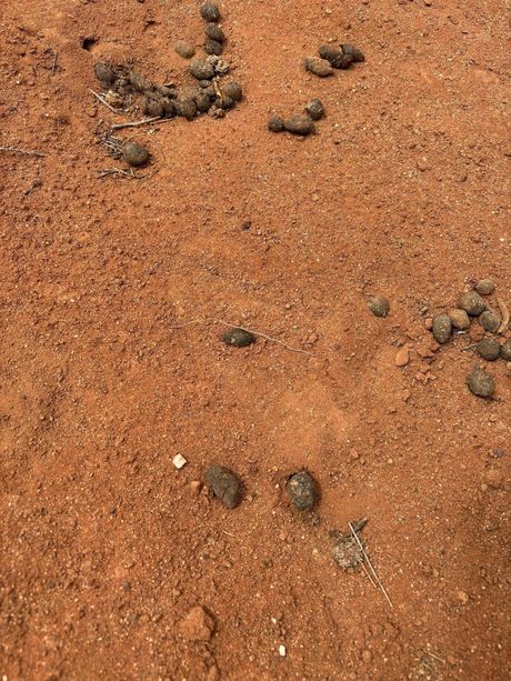 Nestao dečak, August 'Gus' Lamont