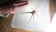 Kako se ovaj monstrum našao u prodavnici?! Građani u panici, njegov ujed izaziva bolnu erekciju