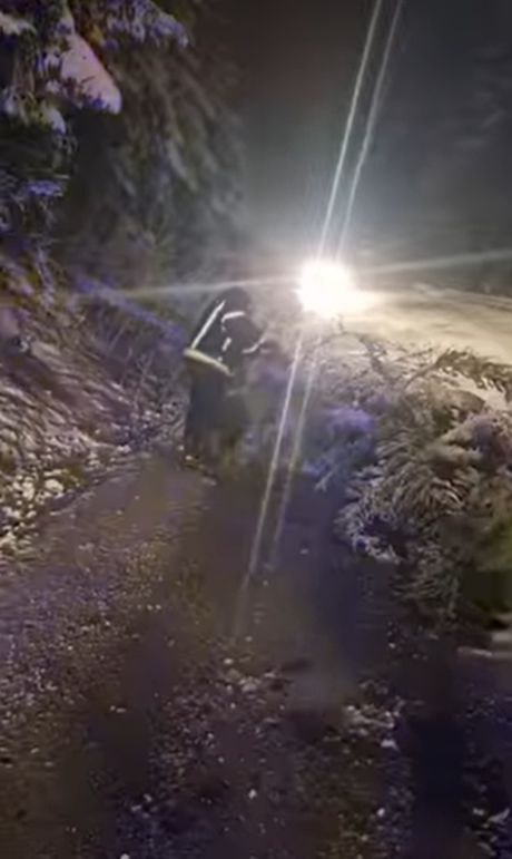 Sneg oborio drveće kod Prijepolja Sneg oborio drveće kod Prijepolja
