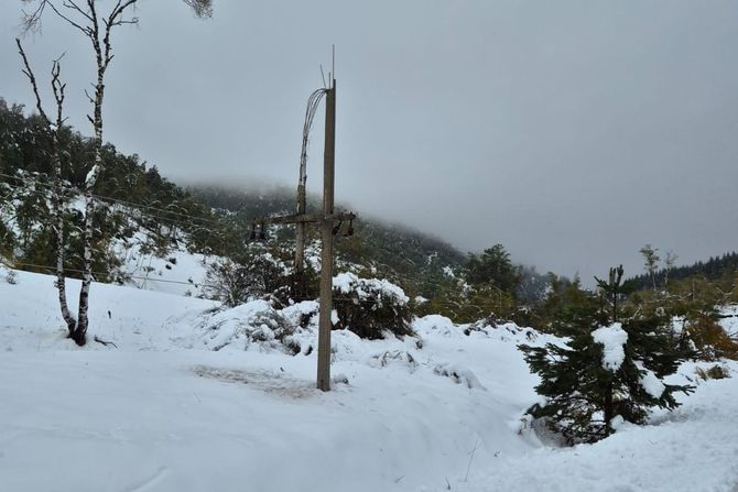 Crna Trava, Novica Tončev