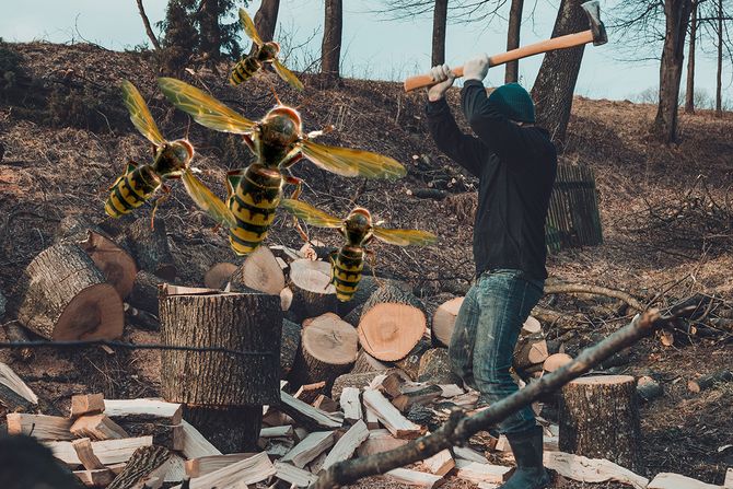 Stršljeni, čovek cepa drva