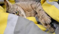 Šta znači kad vas mačka stalno prati po kući i kako da prepoznate kada je vreme za posetu veterinaru