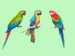 Test ličnosti, papagaji