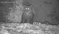 Kamera sa sprske planine otkrila šta se dešava noću: Stigao je gladan, pa se počasti, objektiv sve zabeležio