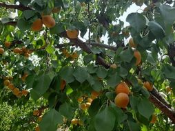 Čačak, oktobarski sneg , voće