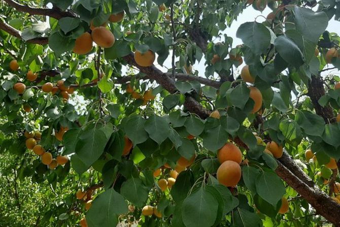 Čačak, oktobarski sneg , voće