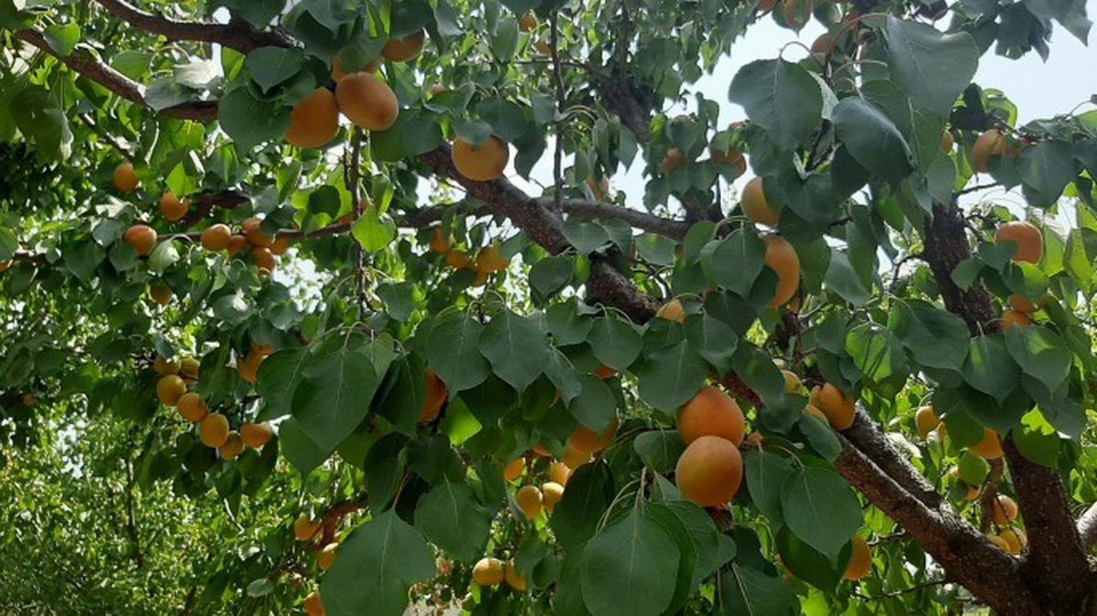 Raspisan javni poziv za investicije u zasade voća: Rok za prijave od 15. do 31.12.