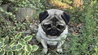 Spasen od eutanazije, izneveren i napušten, traži dom: Mops Pablo sa invaliditetom traži iskusnog vlasnika