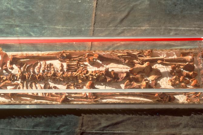 The bones of St. Francis of Assisi The bones of St. Francis of Assisi
