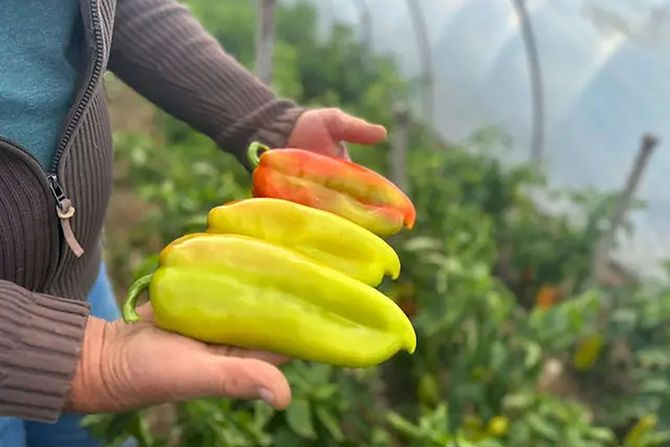 Paprika Paprika