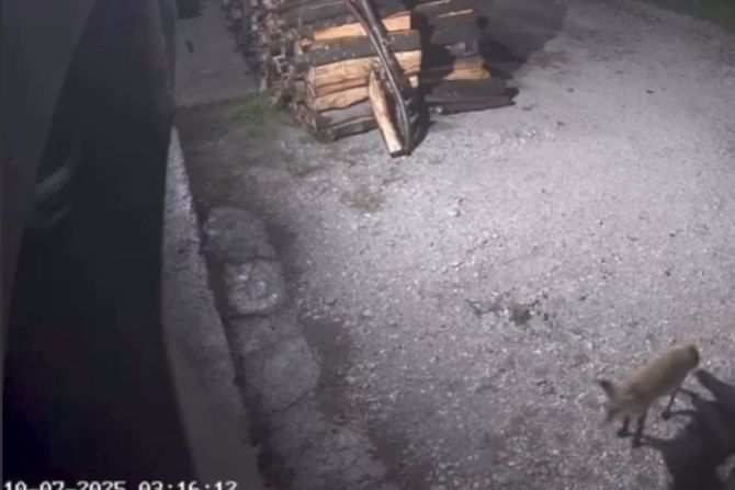 Lisica u Valjevu Lisica u Valjevu