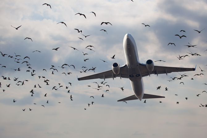 avion, ptice avion, ptice