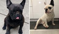 Neizvesna sudbina dva psa iste rase: Crni francuski buldog traži novi dom, beli nestao iz dvorišta