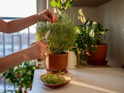 majčina dušica, timijan, saksija, biljka, biljke