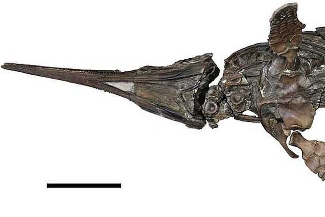 ihtiosaurus Xiphodracon goldencapsis ihtiosaurus Xiphodracon goldencapsis