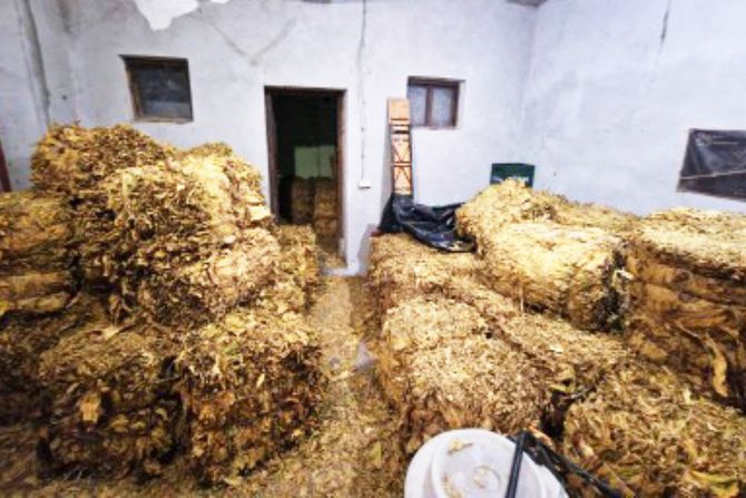 zaplena duvana pančevo zaplena duvana pančevo