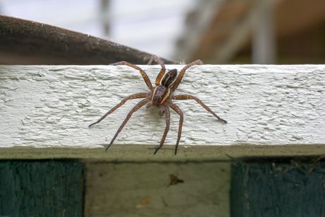 pauk dolomedes plantarius