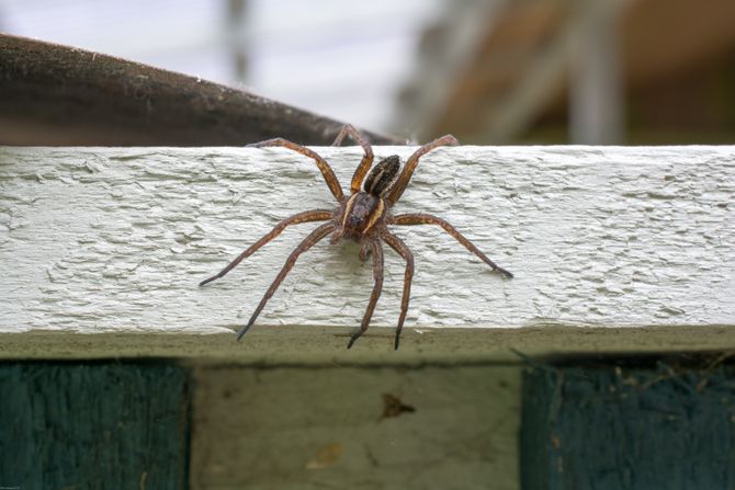 pauk dolomedes plantarius pauk dolomedes plantarius