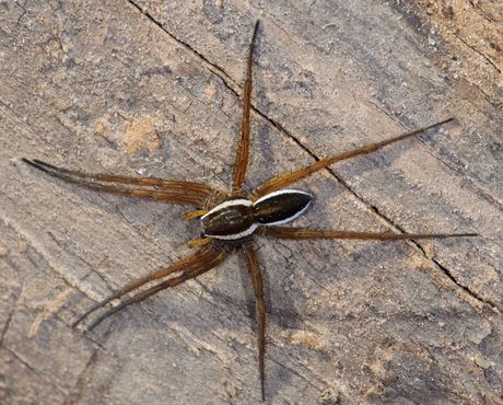 pauk dolomedes plantarius pauk dolomedes plantarius