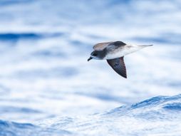 Desertas petrel, Pterodroma deserta