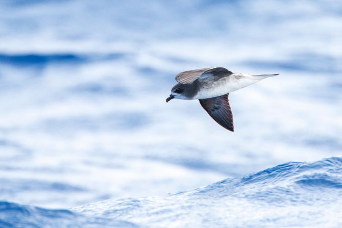 Desertas petrel, Pterodroma deserta