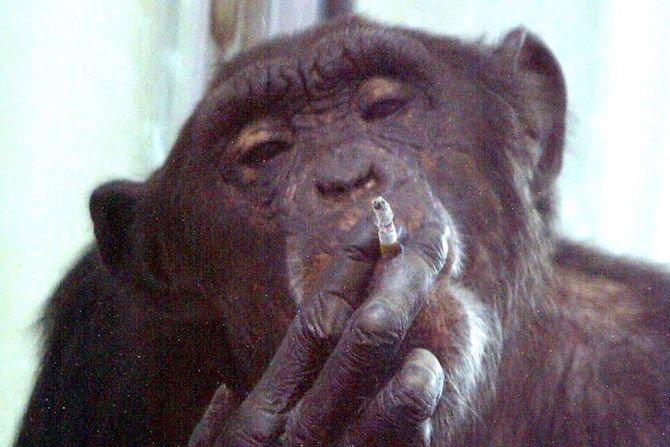 šimpanza, cigareta šimpanza, cigareta