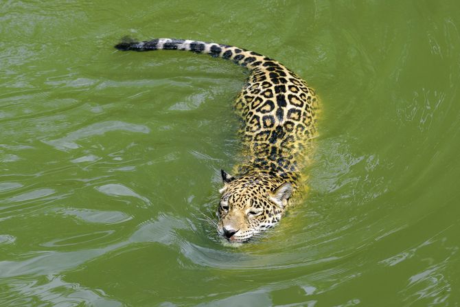 jaguar